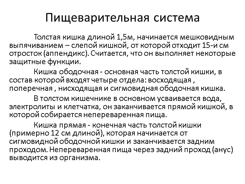 Пищеварительная система  Толстая кишка длиной 1,5м, начинается мешковидным выпячиванием – слепой кишкой, от